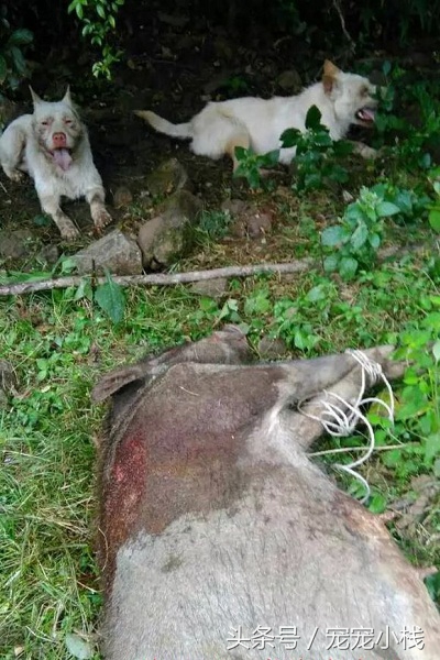 下司犬上山捕猎视频,正宗下司犬捕猎过程