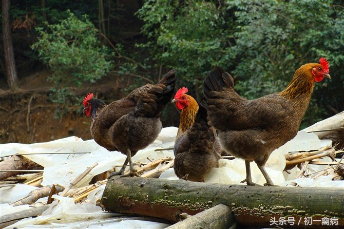 养鸡创业能挣钱吗,养鸡赚钱吗有前景吗