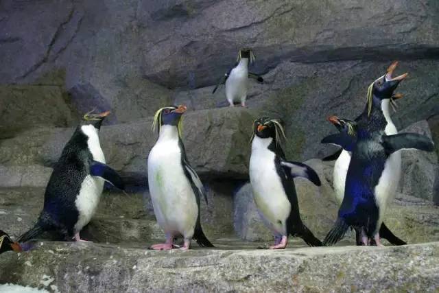 杭州极地海洋游玩图,杭州极地海洋世界旅游攻略