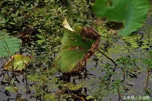 莲藕田的杂草用什么药可以除掉,有莲藕田长草怎么办