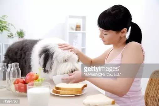 宠物能否食用婴幼儿奶粉？如何正确选择？