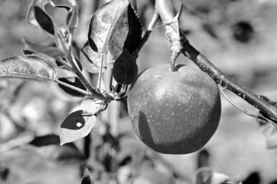 不要平庸就要红——山东济南市“玖红苹果”品牌成长记