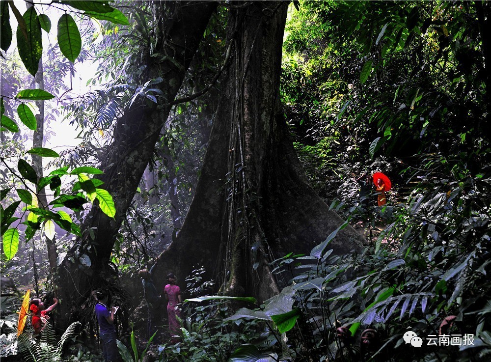 云南省什么地方风景区最好,云南生态环境最好的地方