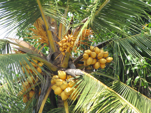 斯里兰卡旅游攻略,斯里兰卡旅游攻略是什么