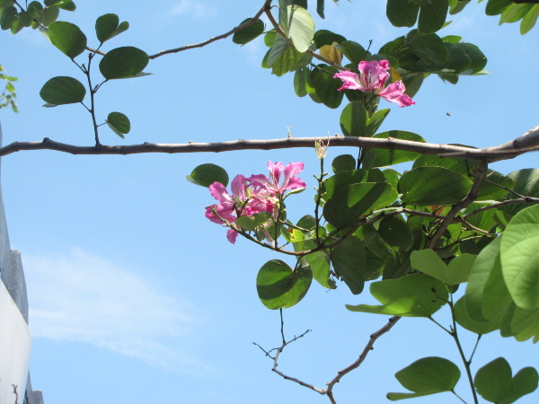 斯里兰卡旅游攻略,斯里兰卡旅游攻略是什么