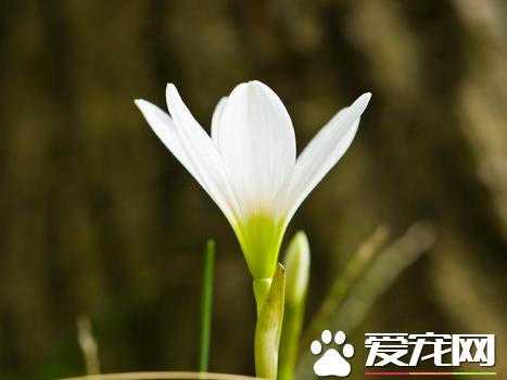 百合口感比较苦怎么回事,百合苦有酸味正常吗