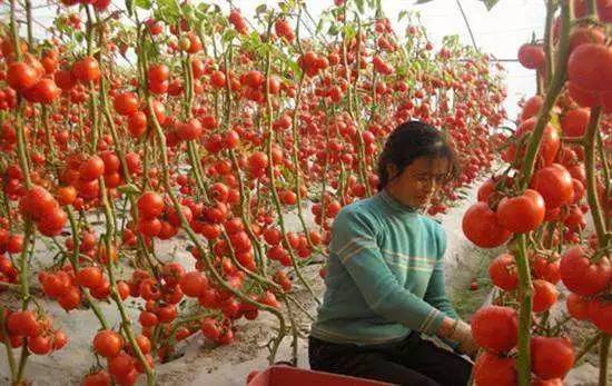 为什么现在水果味道越来越淡,为什么现在水果品种越来越多