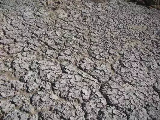 为什么现在水果味道越来越淡,为什么现在水果品种越来越多