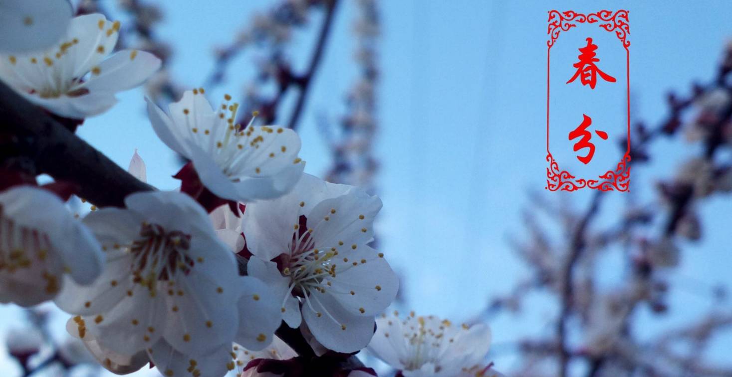 春分到蛋儿俏儿歌完整版跟唱,春分到蛋儿俏竖起鸡蛋多奇妙