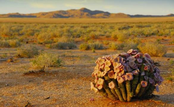 这一坨坨的仙人掌竟然跟*品毒**一样昂贵｜小地球纳马夸*博兰**物旅行日记（1）