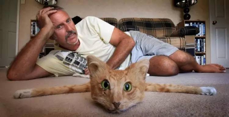 猫抓耳挠腮是有跳蚤还是耳螨,猫咪非猫癣情况下也会抓耳挠腮嘛