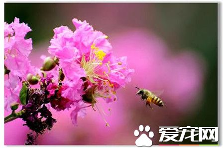 紫色的紫薇花是什么品种,紫薇花是什么样的