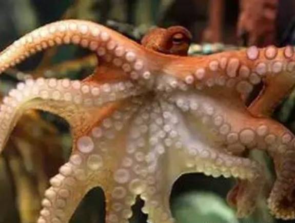 威海赶海攻略,威海冬季赶海攻略