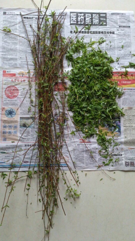 自制的柳树生根剂最多能用多久,新鲜的柳树枝可以做生根水吗