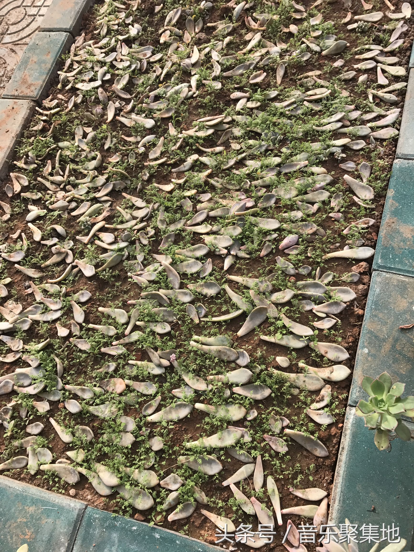 雪地松鼠哪种最漂亮,什么是最好的雪地松鼠