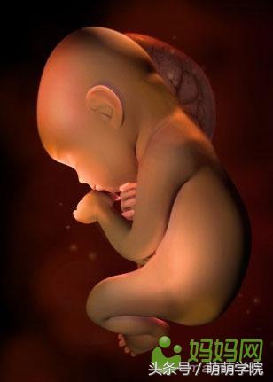 胎儿发育40周全过程b超影像,胎儿1-40周发育过程图高清