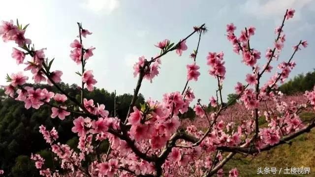 龙岩赏花景点,龙岩的花海