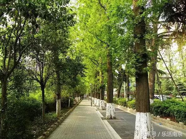 南京免费公园免费开放日一览表,南京最大的公园排名