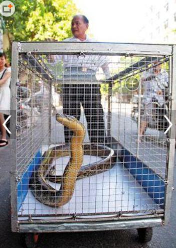 用蟒蛇按摩,蟒蛇按摩手法视频