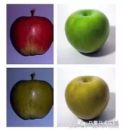 马眼睛里的世界,马的眼睛看到的世界是什么