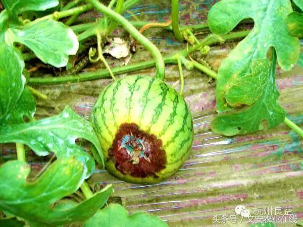 西瓜六必治瓜类六大病害一招搞定,西瓜病害六必治