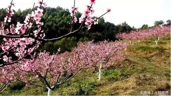 龙岩赏花景点,龙岩的花海