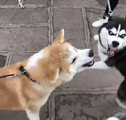 哈士奇表情包和柴犬表情包,秋田哈士奇表情包