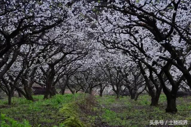 龙岩赏花景点,龙岩的花海