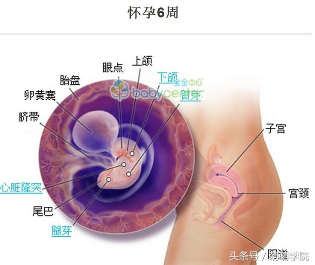 孕期1到40周胎儿发育全过程,胎儿发育40周全过程动态画