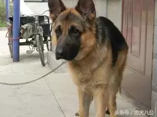 请耐心看完：一只家狗的自述