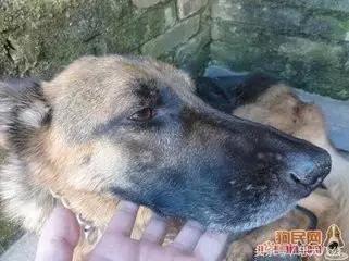 请耐心看完：一只家狗的自述