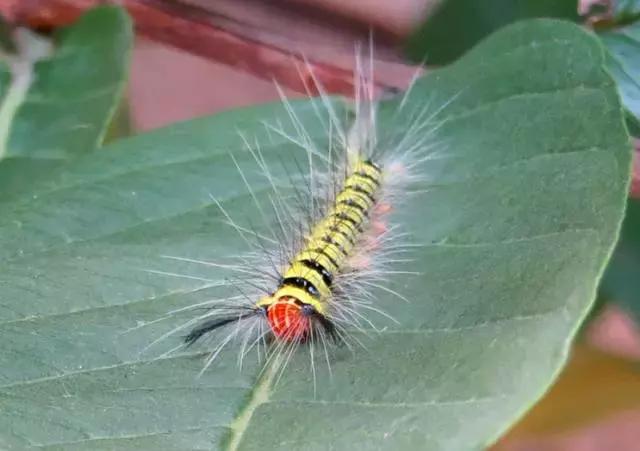 农村十分常见动物,雷州最稀有的动物