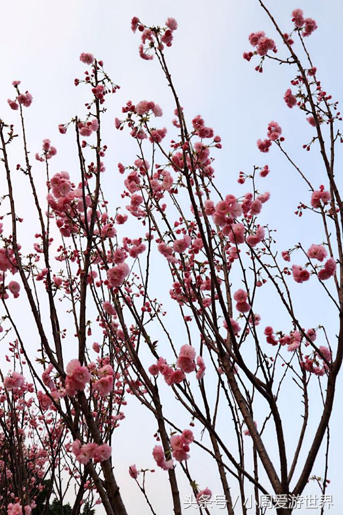 不用去日本深圳就能看樱花,日本樱花必看