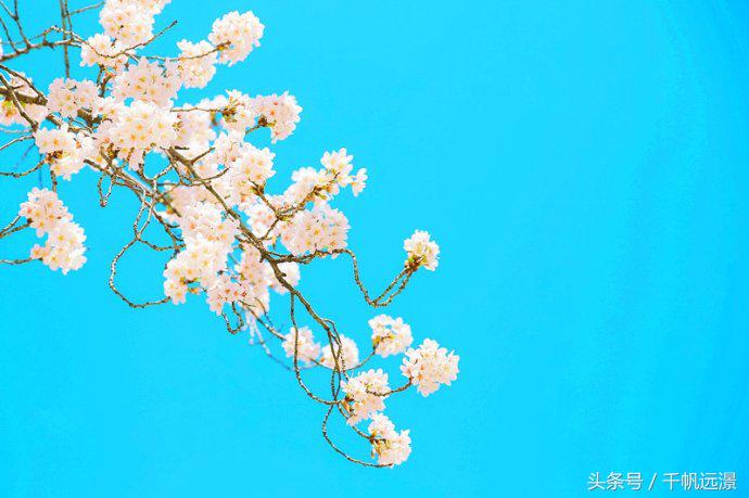 日本樱花祭，春风十里不如你