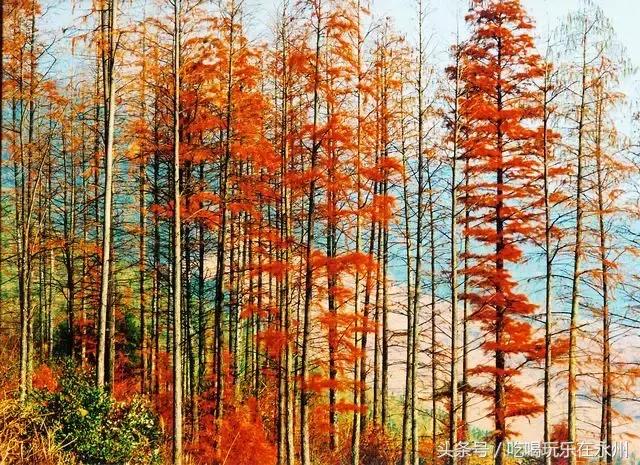 好看的美景推荐第一名,美丽的阳明山处处是美景