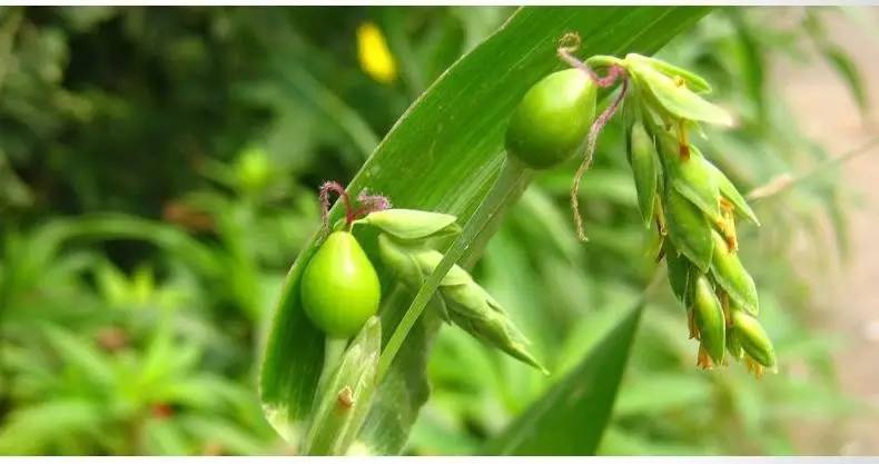 吃什么可以祛水肿和湿气,湿气重喝5款祛湿药
