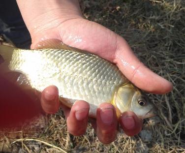 窝料打窝方法视频,黄刺鱼用什么窝料打窝最好