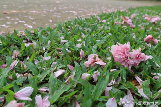 不用去日本深圳就能看樱花,日本樱花必看