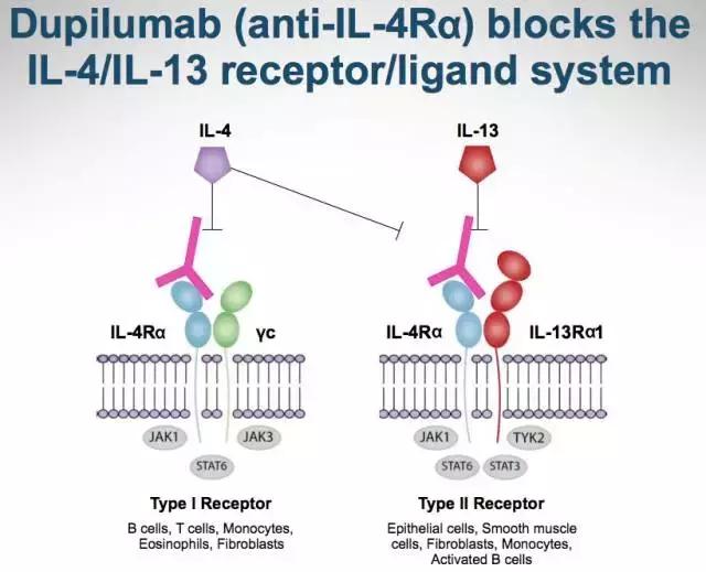 常见皮肤病湿疹用药:靶向注射药剂Dupixent今日在美上市