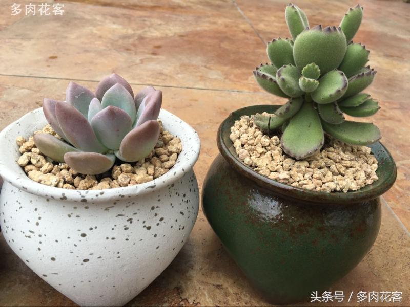 有一种肉肉叫做别人家的多肉第9期简月的肉肉