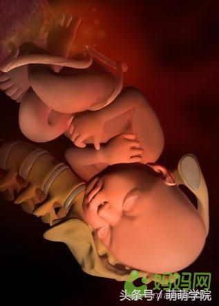 孕期1到40周胎儿发育全过程,胎儿发育40周全过程动态画