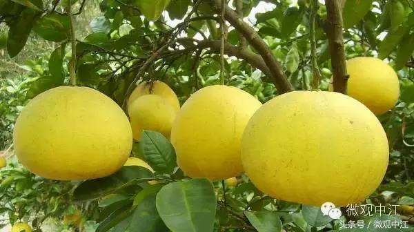 四川德阳最美景区,德阳中江最好的镇