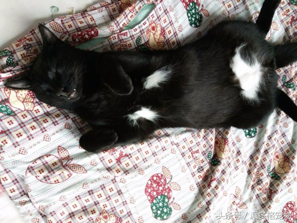 宠物肚皮上小秘密还挺多，当然手感也是一级棒！