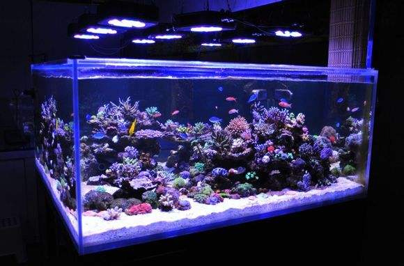 硝化细菌粉的正确使用方法,药丸的硝化细菌怎么使用