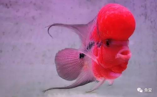 罗汉鱼不吃鱼食是什么病,罗汉鱼生病不吃食是怎么回事