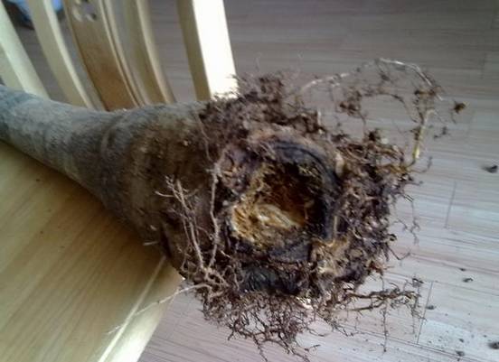 虎尾兰烂根后的花盆和土还能用吗,虎尾兰枯萎了