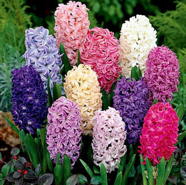 风信子夹箭是因为冷处理时间短吗,风信子败花以后怎么处理