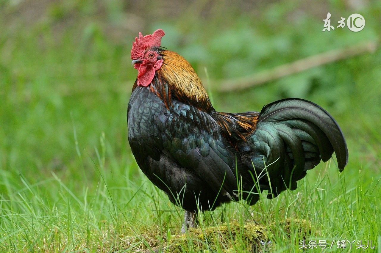 民间传说黄鼠狼是大仙是真的吗,大仙黄鼠狼偷鸡