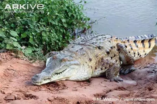 奥里诺科鳄有多漂亮,奥里诺科鳄最大多大