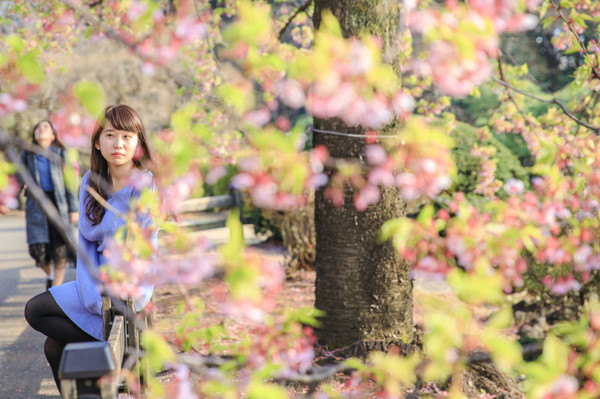 樱花烂漫几多时完整版,日本樱花节赏樱攻略视频大全